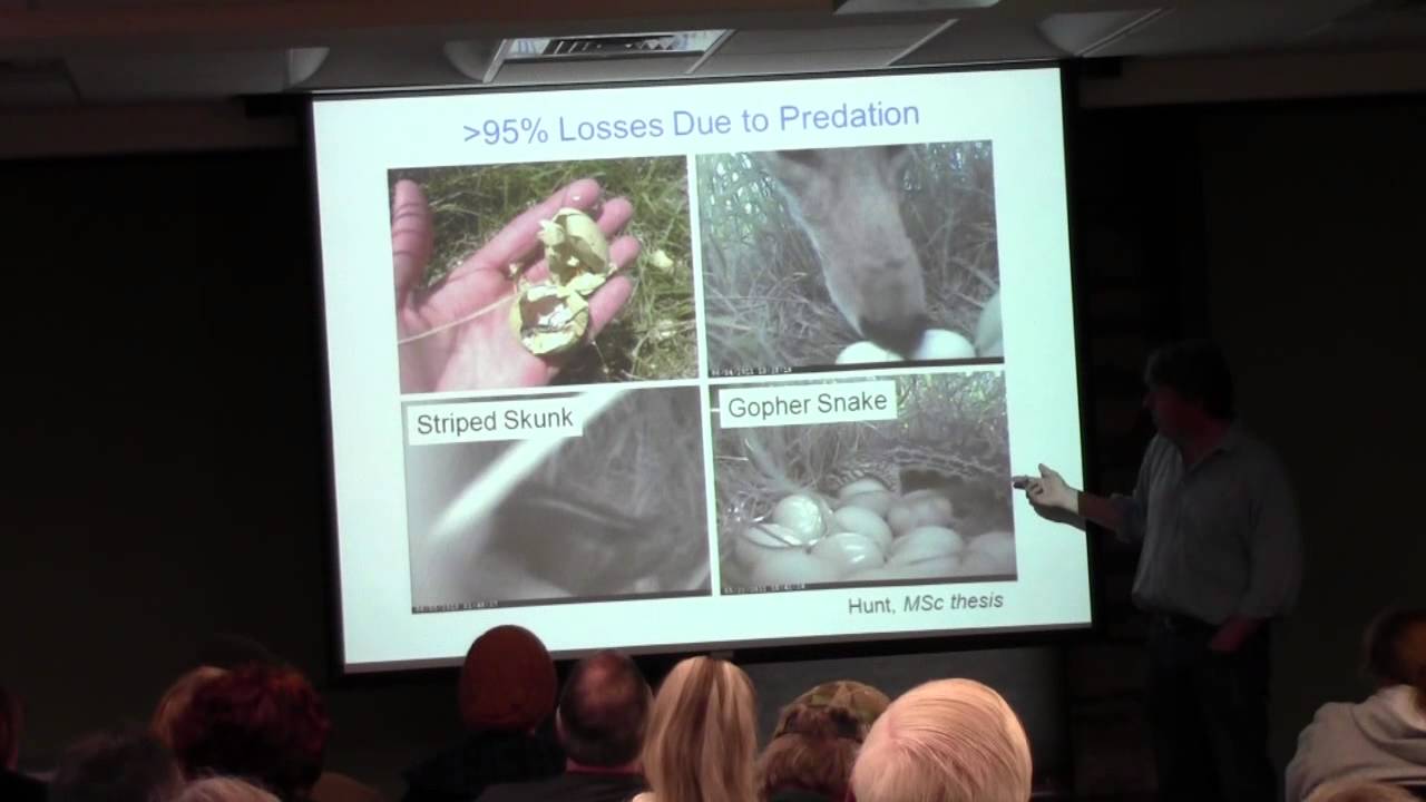 Brett Sandercock - Avian Research on Konza Prairie - Part 1 of 4