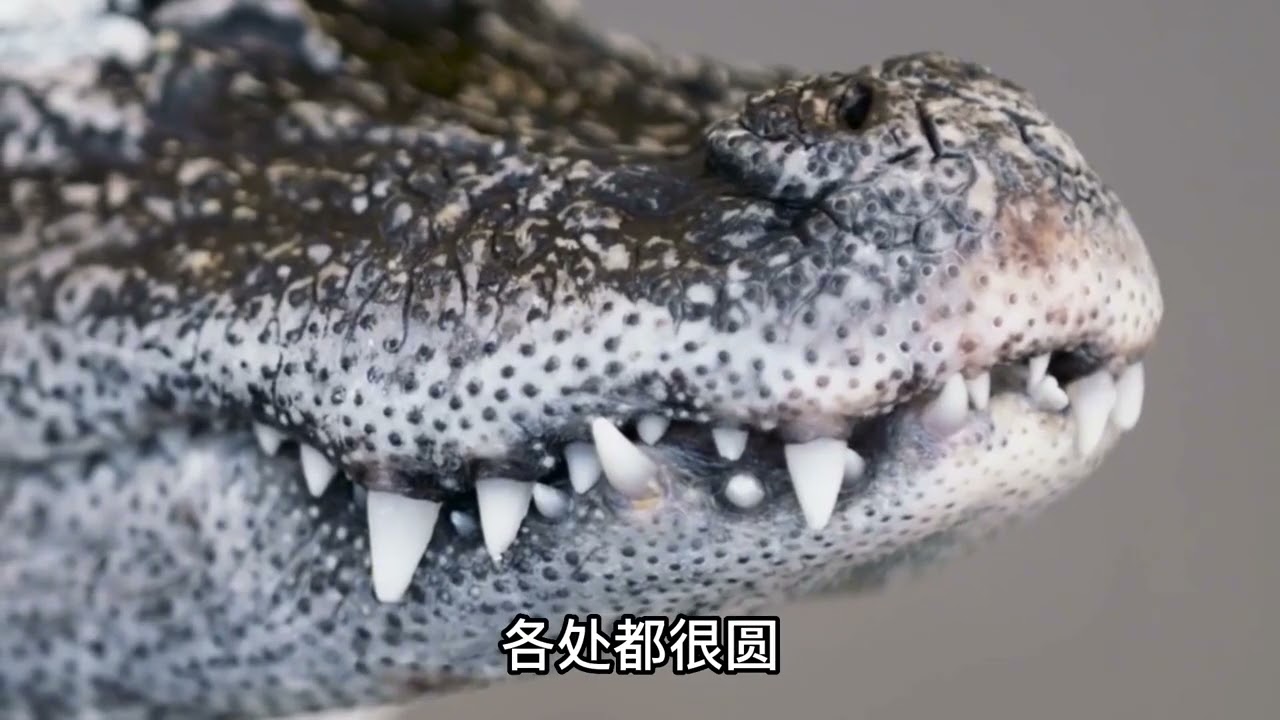 中国特有扬子鳄，看人洗衣服都能被敲头，喜欢旺旺雪饼【喵一狗】