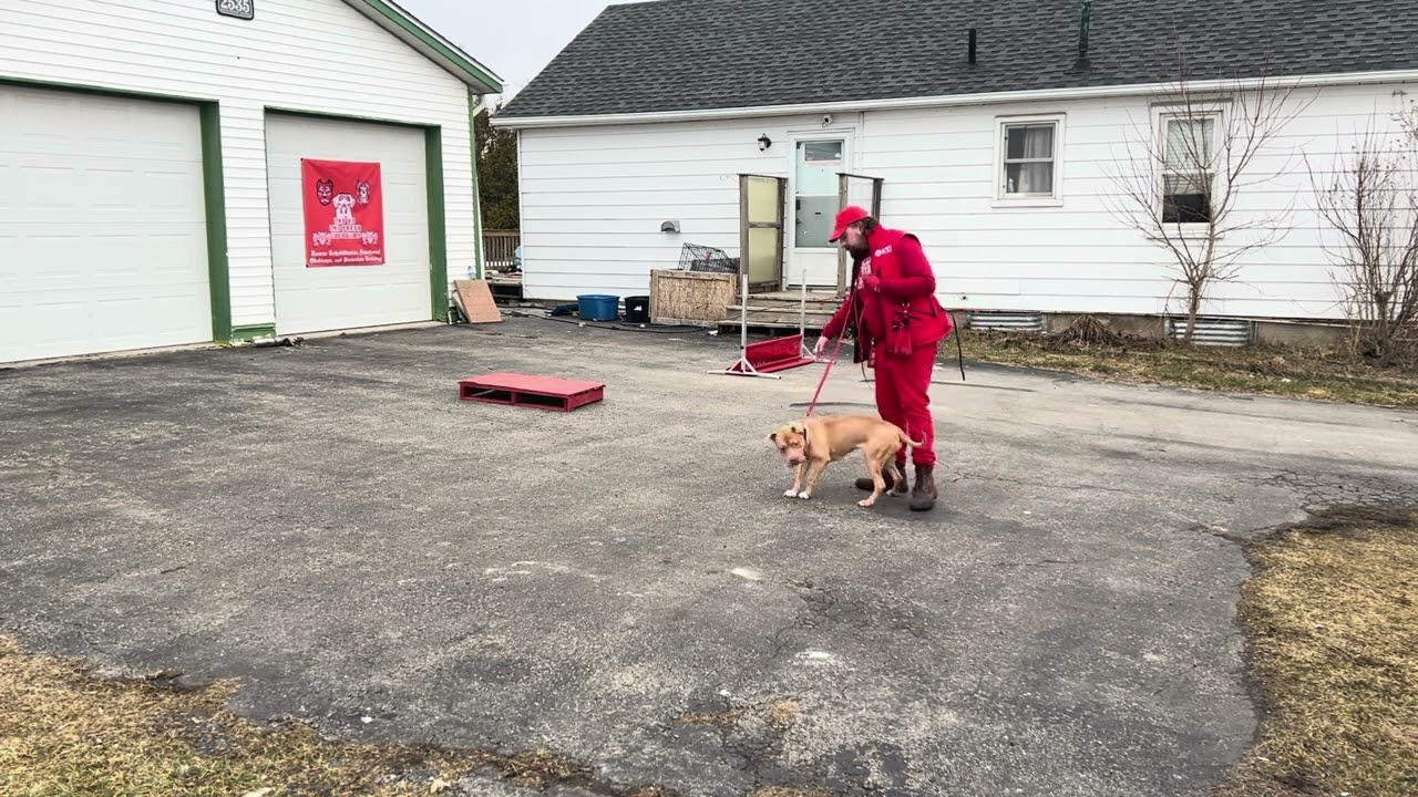 Peaches getting in her first day with the jump!