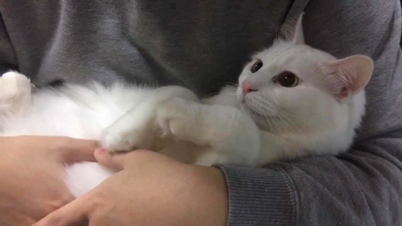 IMG 0465　猫のトリル