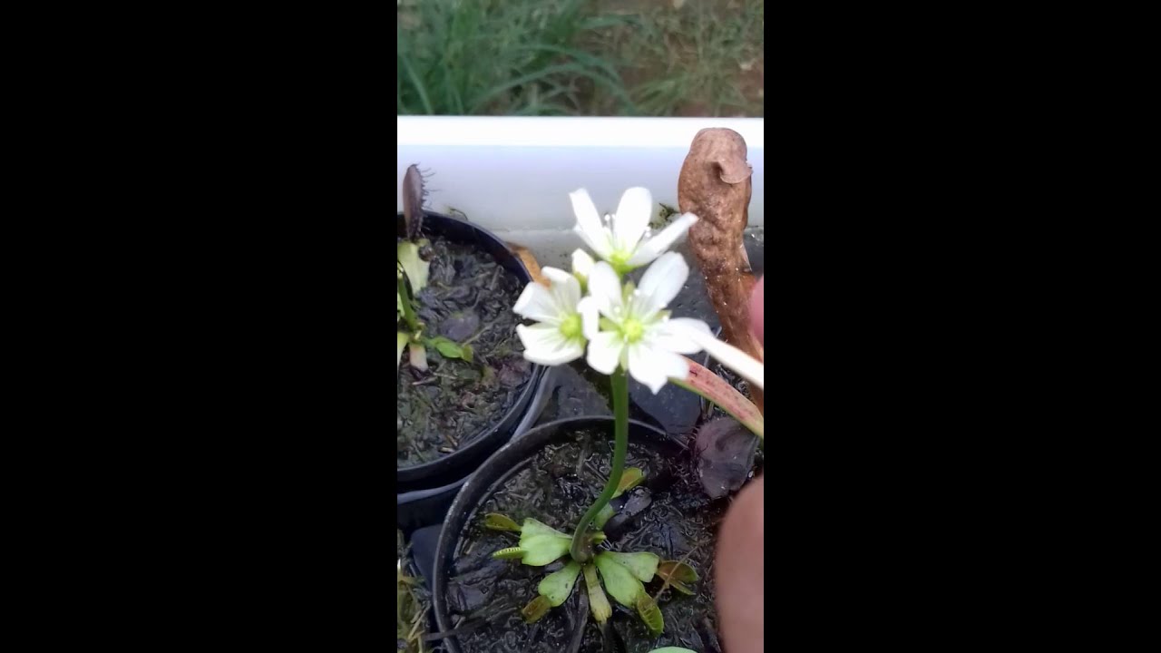Polinização induzida de dionaea Muscipula