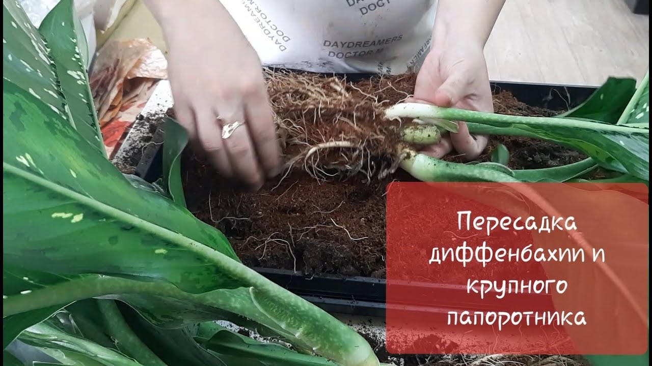 Пересадка Диффенбахии 
