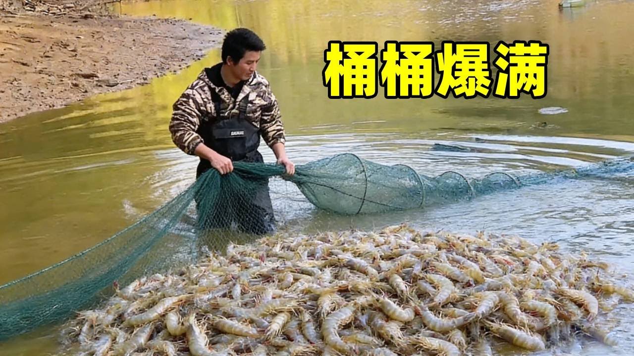 鱼塘虾多到不敢信！桶桶爆满，挑出鲤鱼喂鸡，这波太省了#我的乡村生活 #干鱼塘 #鱼笼捕鱼 #抖音商城秒杀 #女生必备生活好物