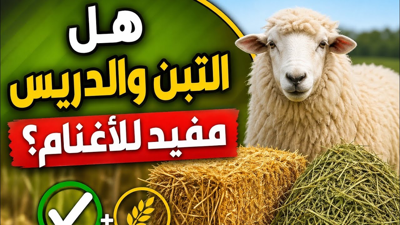 فوائد التبن والدريس للأغنام: كل ما تود معرفته