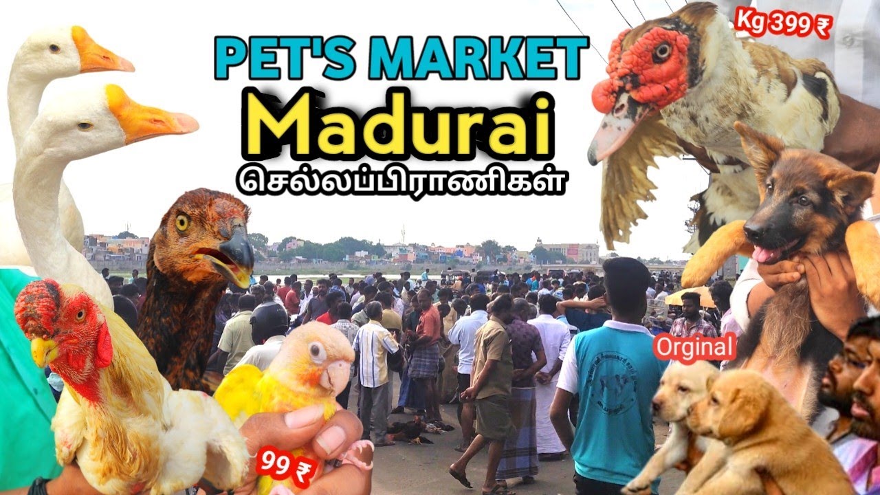 வீட்டில் இருந்து சந்தைக்கு நேரடி விற்பனை Sunday Ped market near simmakkal low price.
