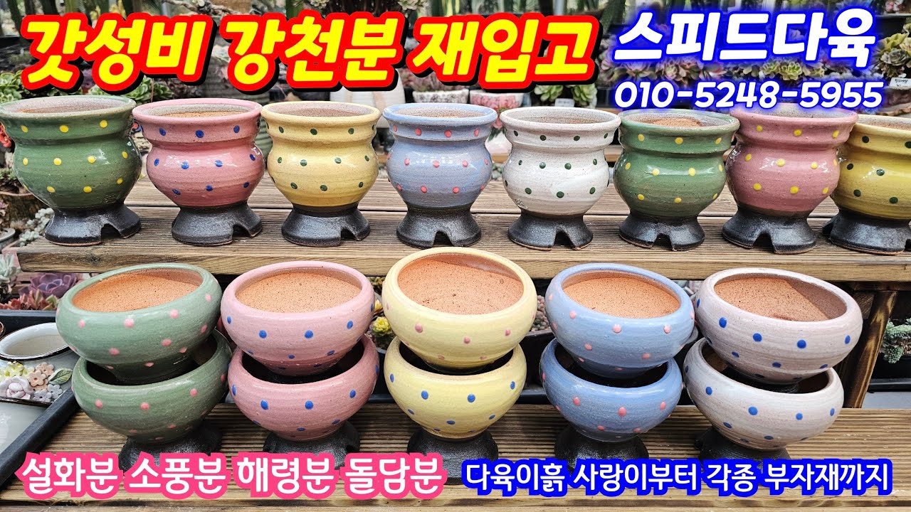 26.2.25🌹 갓성비 강천분 재입고 설화분 해령분 소풍분 돌담분 다육이흙 사랑이부터 각종 부자재까지 한번에 소개해요🌹#스피드다육 010-5248-5955 전국택배가능 유료광고포함
