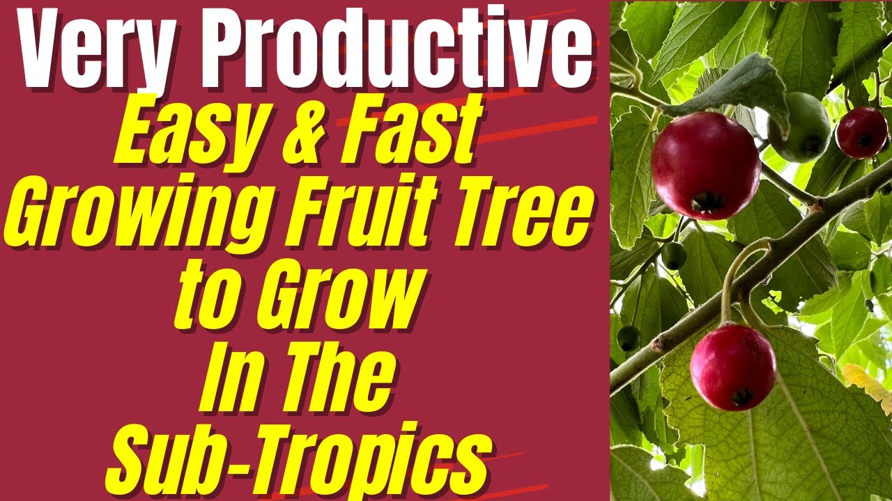Easy and Fast Growing Fruit Tree For The SubTropics
