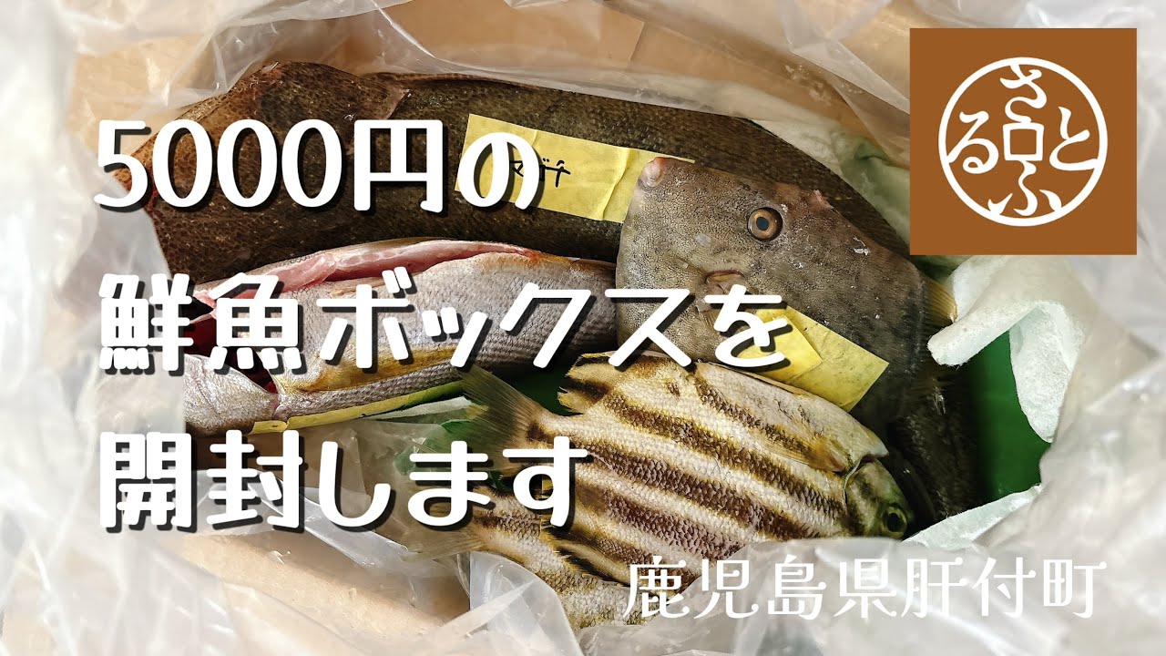 【何が入ってる？】ふるさと納税で鹿児島県から5000円の鮮魚ボックスが届いたので開けて食べてみた🐟🐠🐡｜地魚｜福袋｜刺身｜肝付町｜未利用魚【Vlog】