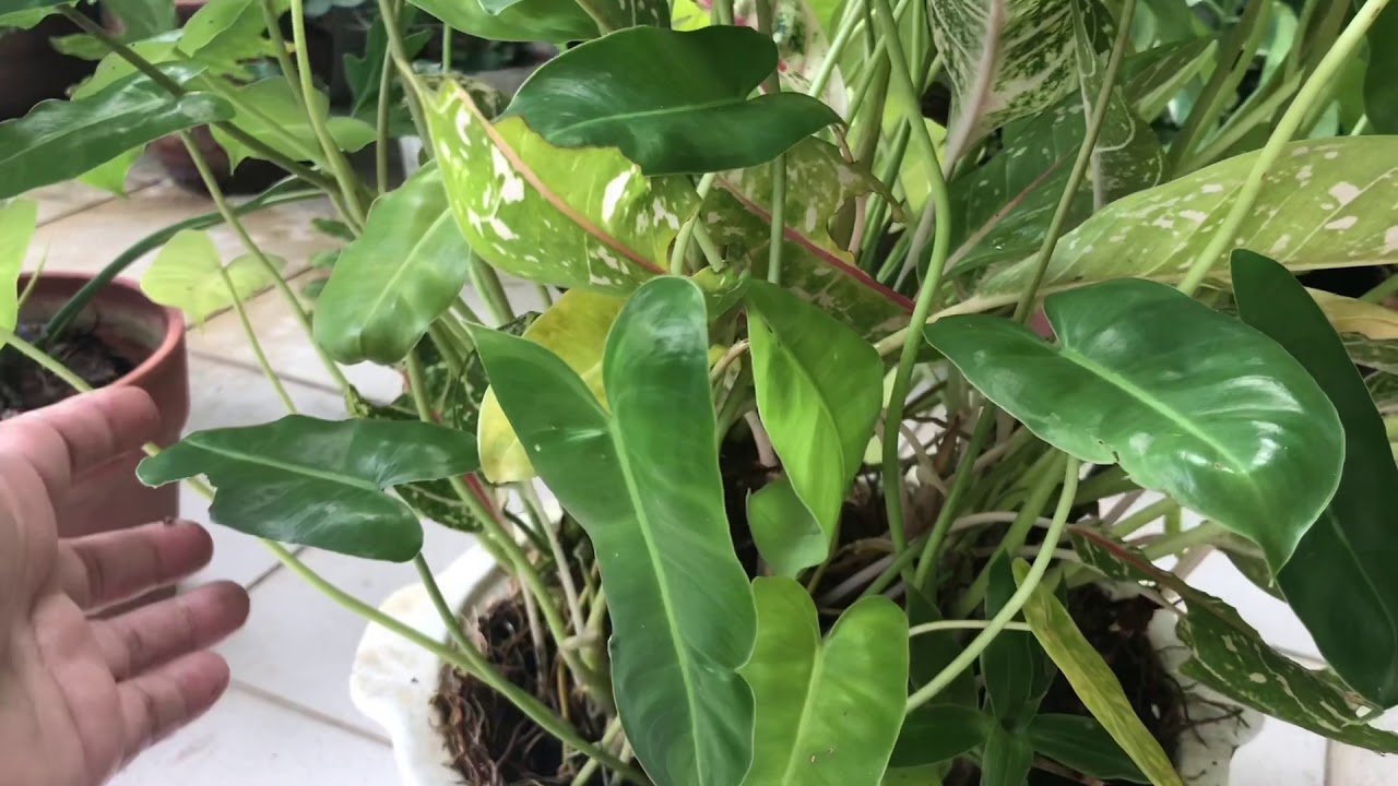 Philodendron Burle Marx Care