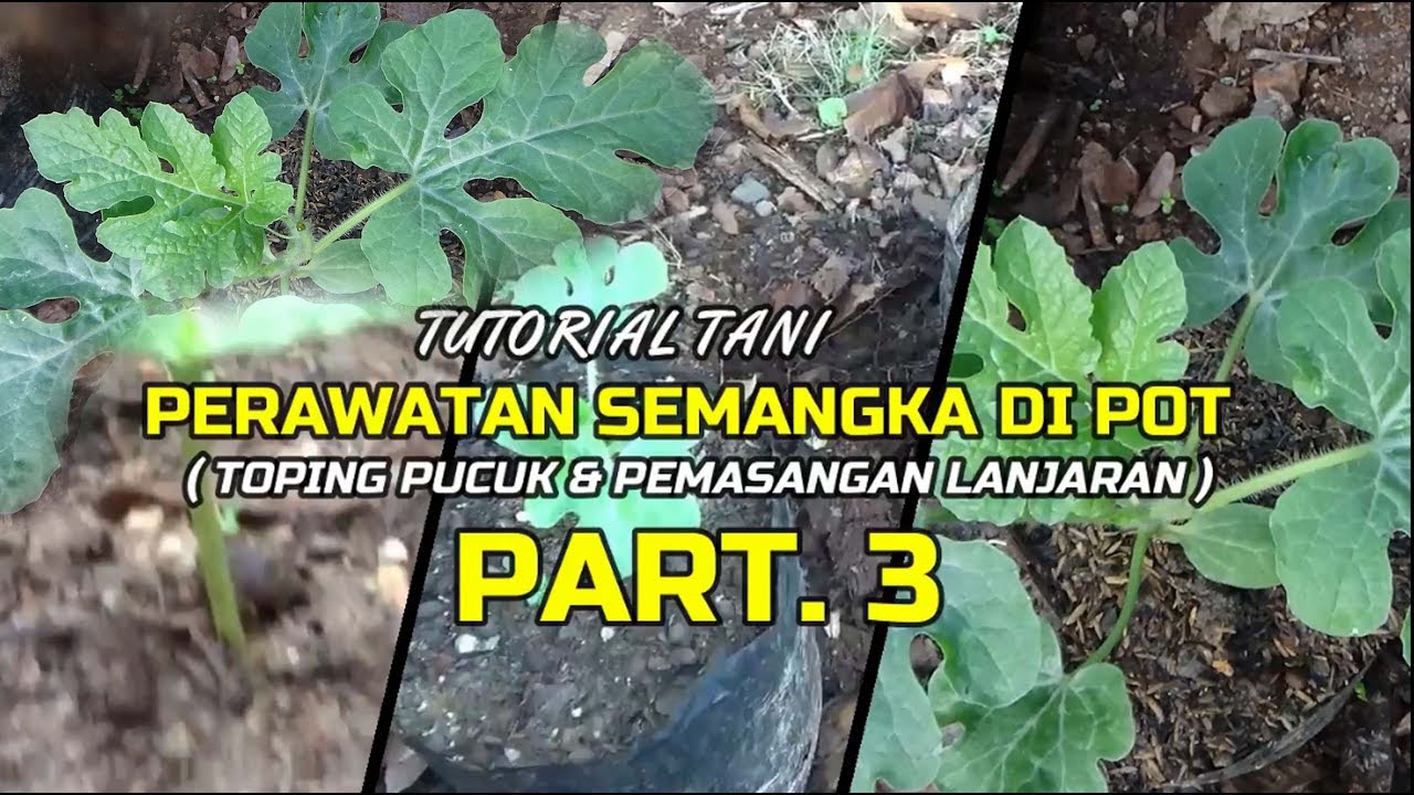 Tutorial Tani Menanam SEMANGKA Di Polybag   Perawatan Lanjutan PART  3