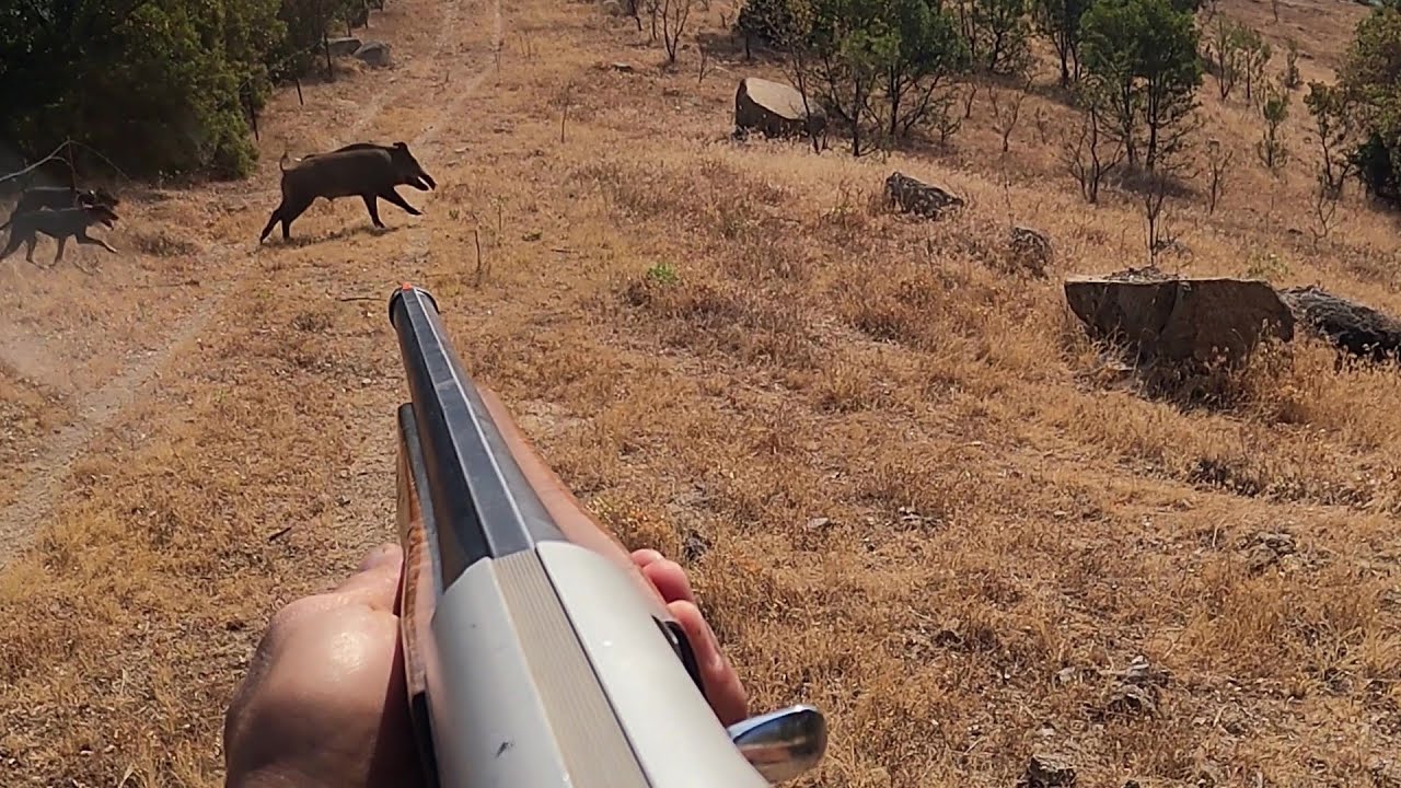 BOL AKSİYON DOLU YABAN DOMUZU AVI ~~WILD BOAR HUNTING 2025 #wildboar #caccia #domuzavi