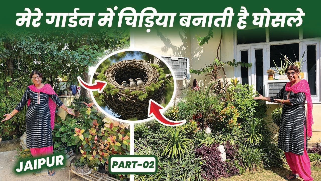 मेरे गार्डन में चिड़ियाँ बनाती है घोंसले 🐦🪺🪴 घर के चारों ओर लगाए पौधे ही पौधे 🌱🪴Garden Tour Part-02