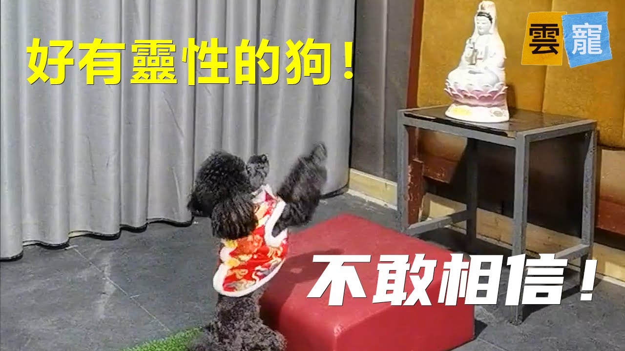 太神奇！會虔誠拜佛的小狗！