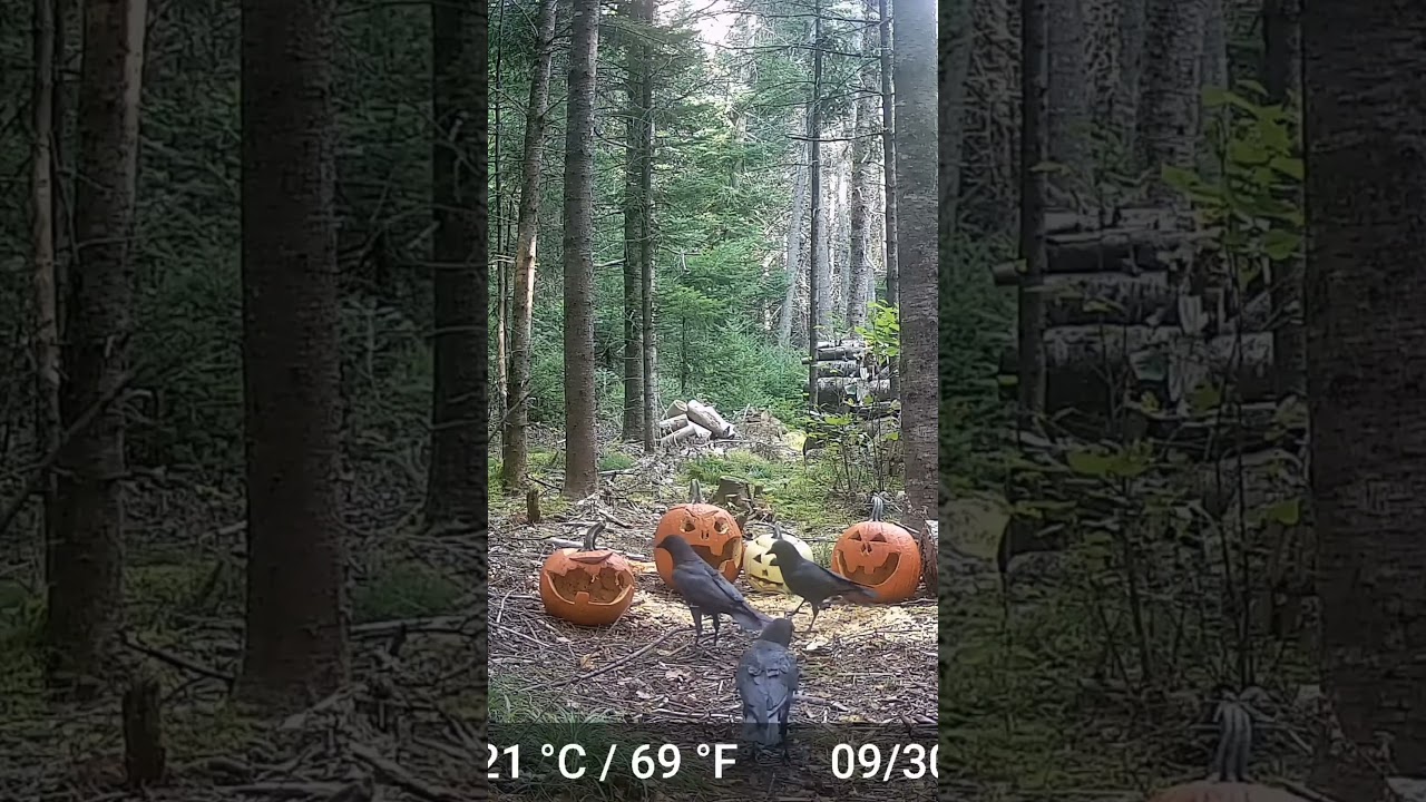RACCOONS EATING PUMPKINS