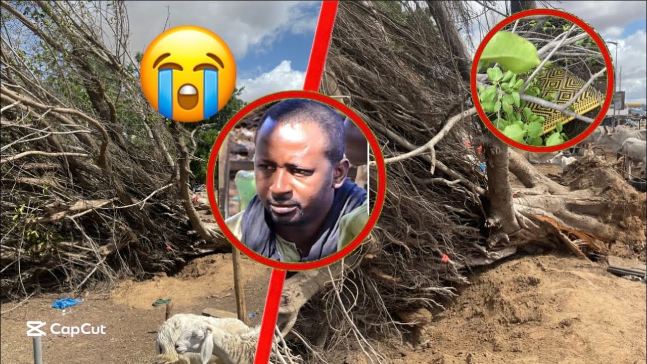 DARAL BOU THIES: UN ARBRE TOMBE ET TUE UN TEFINKE DE 40ANS ET SES MOUTONS