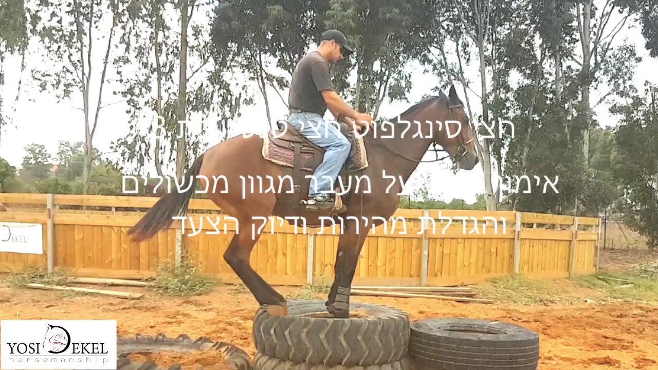 אילוף סוסה חצי סינגלפוט באימון של יוסי דקל