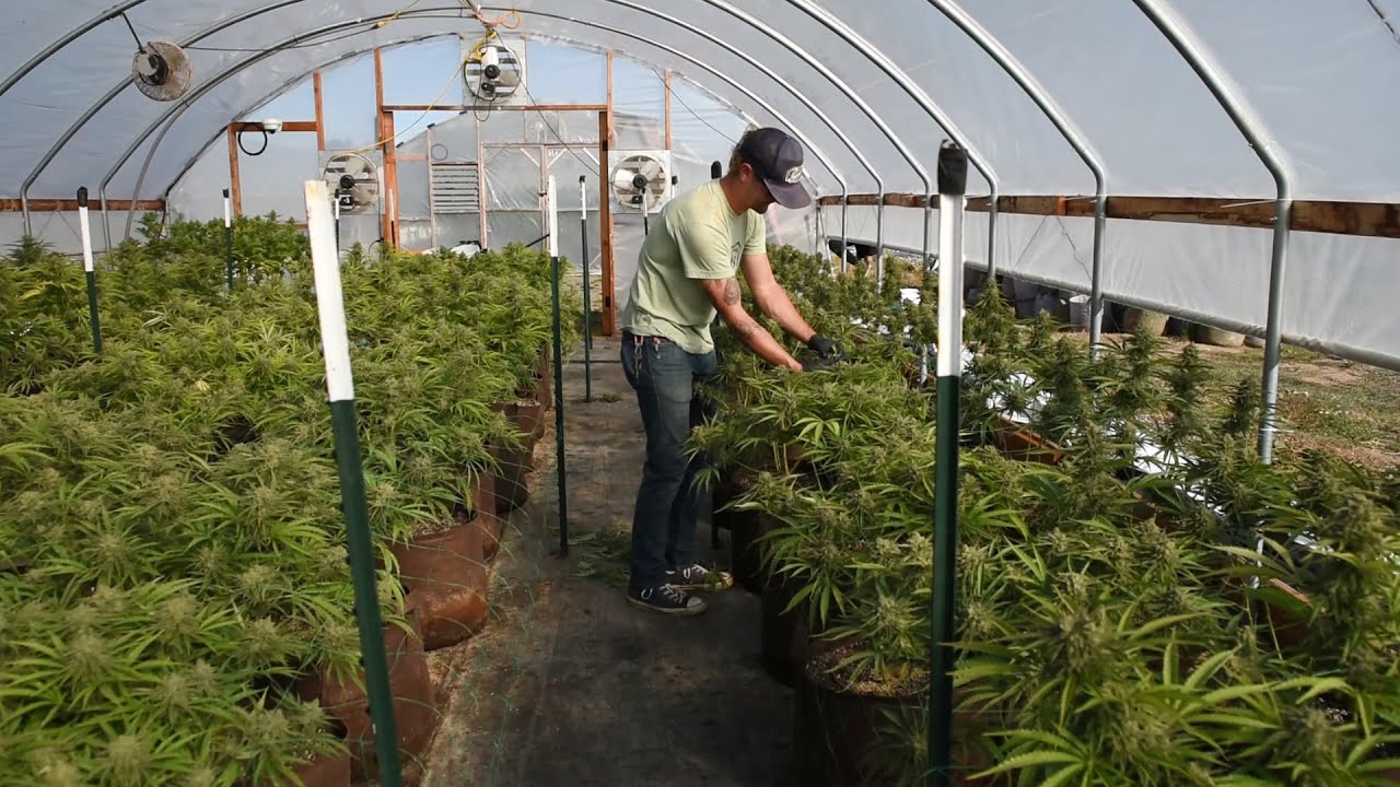 How legal recreational marijuana works in Oregon