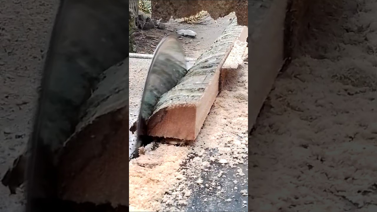 saw blade splitting coconut wood #woodworking #woodskills #wood