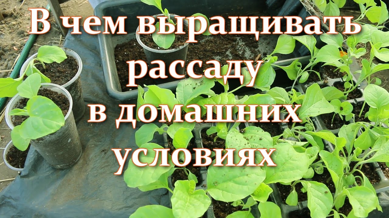 В чем выращивать рассаду овощей и цветов. Кассеты для рассады - как выбрать
