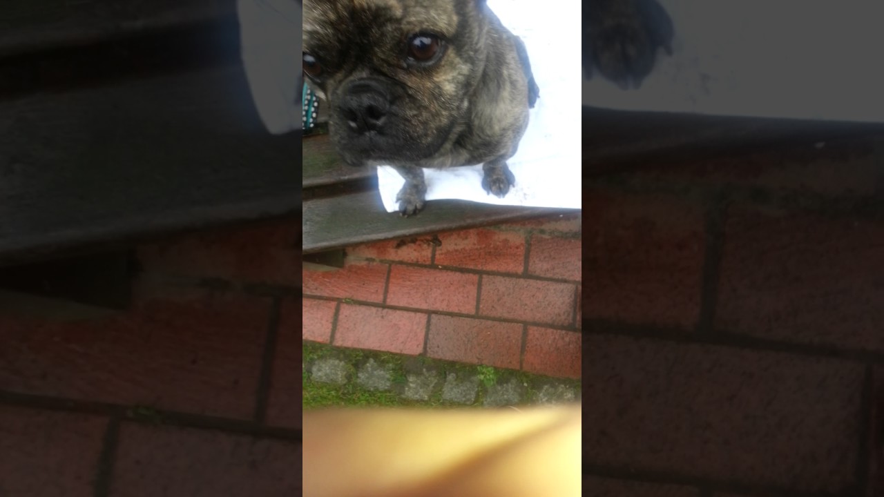 Gib fote beibringen&hearts;