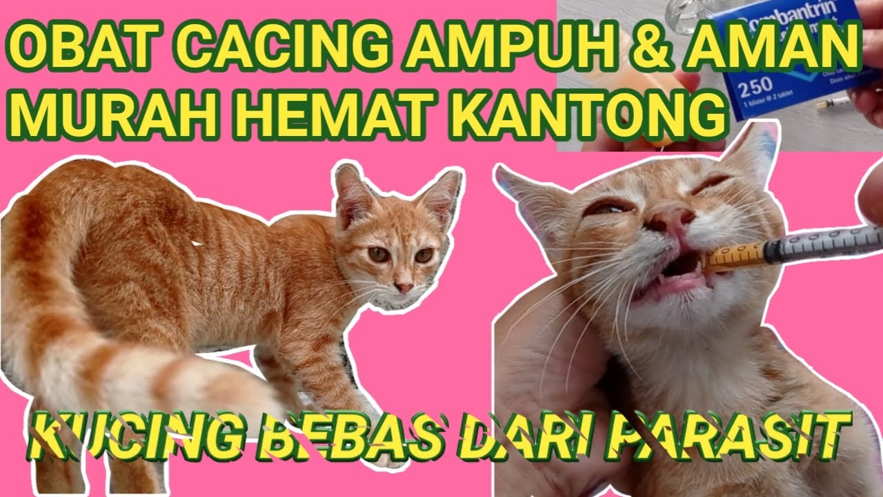 OBAT CACING AMPUH & AMAN (MURAH
