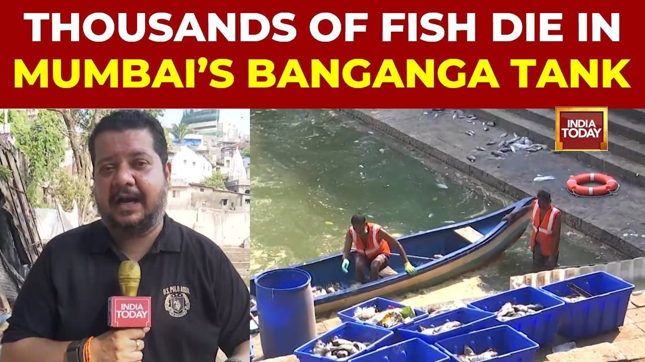 Ground Report: BMC Launches Clean-Up After Thousands Of Fish Die In Mumbai's Historic Banganga Tank