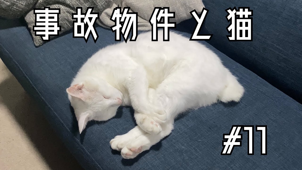 【ねこ物件】#11. Qちゃんと夏の日 There's a cat in my house.