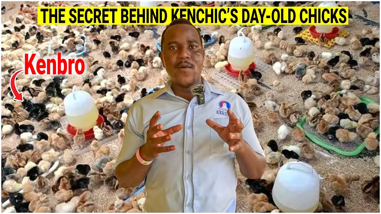 How Kenchic Poultry Company is Changing Farming in East Africa