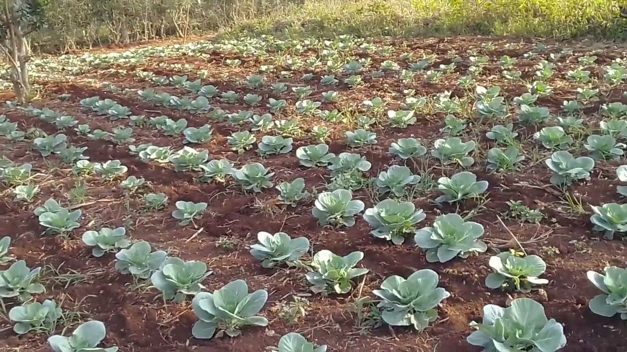 OMULIMISA: okulima embooga ne bilime ebilala mu kasana kyangu ogaggawala 