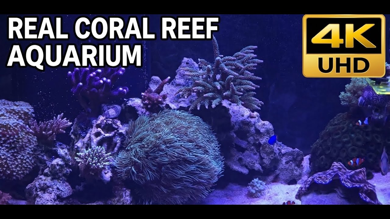 Real Coral Reef Aquarium - Just calming water sound for sleep, No music, no loop, Wallpaper, 2/1/26