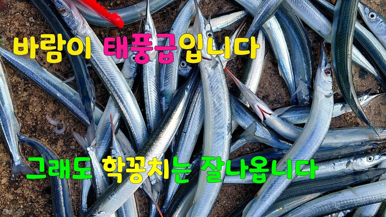 태풍급 바람에도 학꽁치는 나옵니다