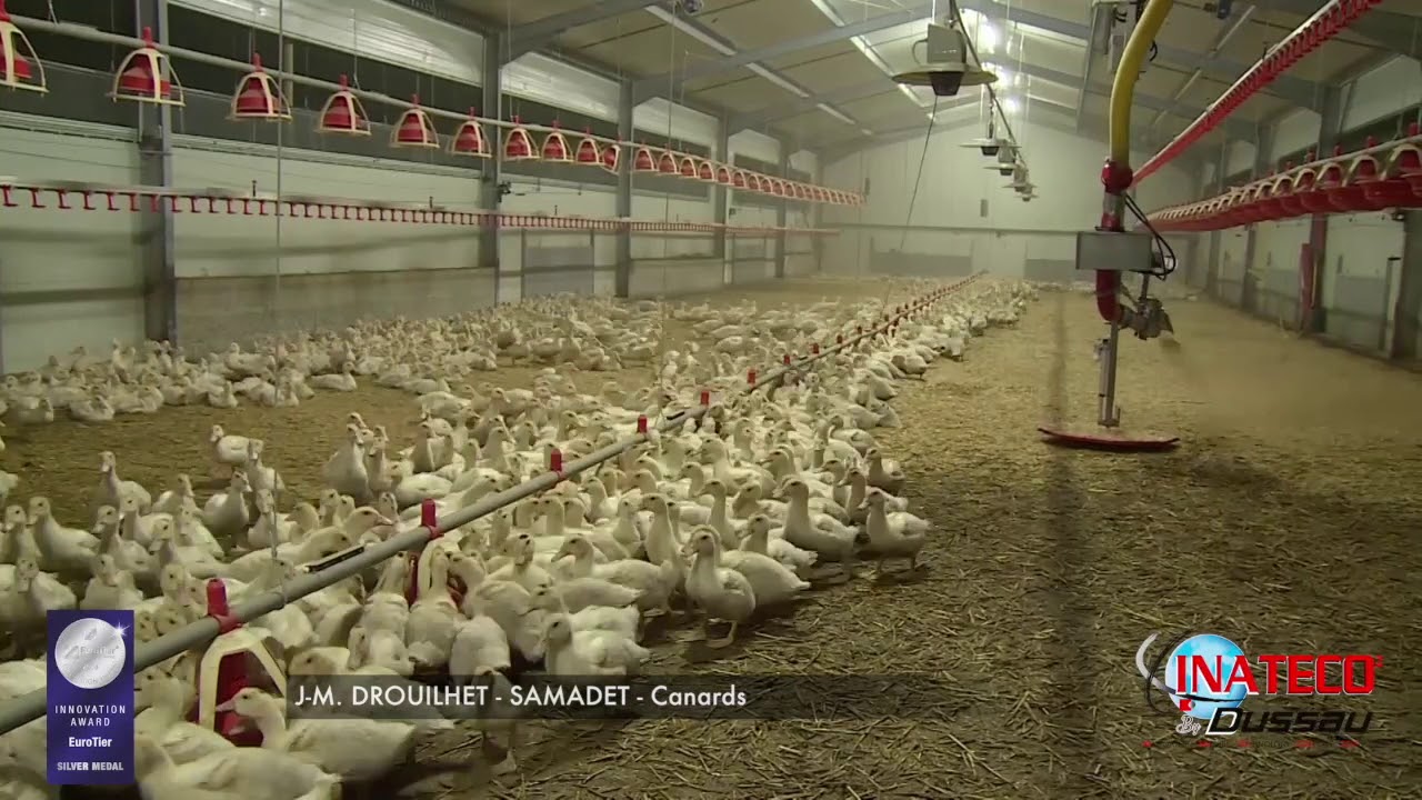 INATECO   Paillage automatique Canards