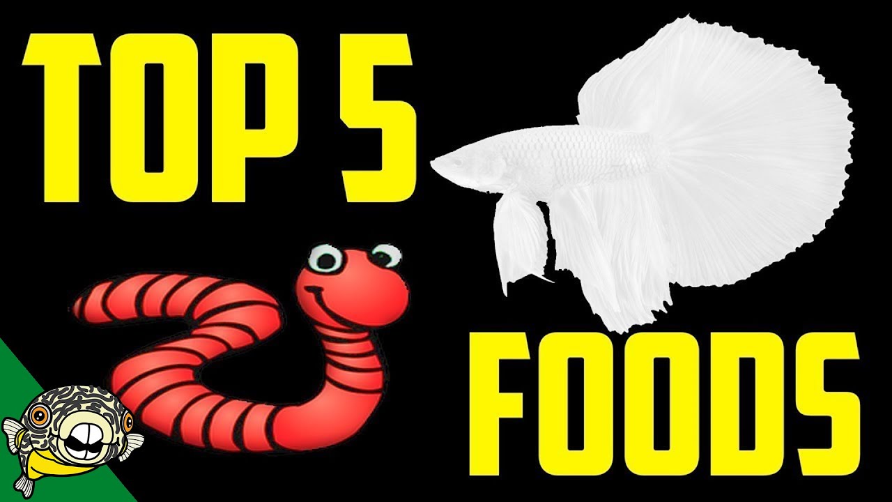 Top 5 Betta Fish Foods