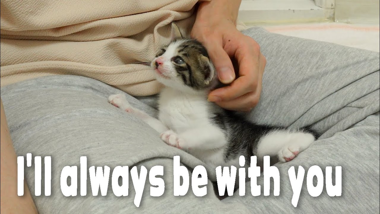 The Rescued Kitten Wants to Be with Human Anytime, Anywhere
