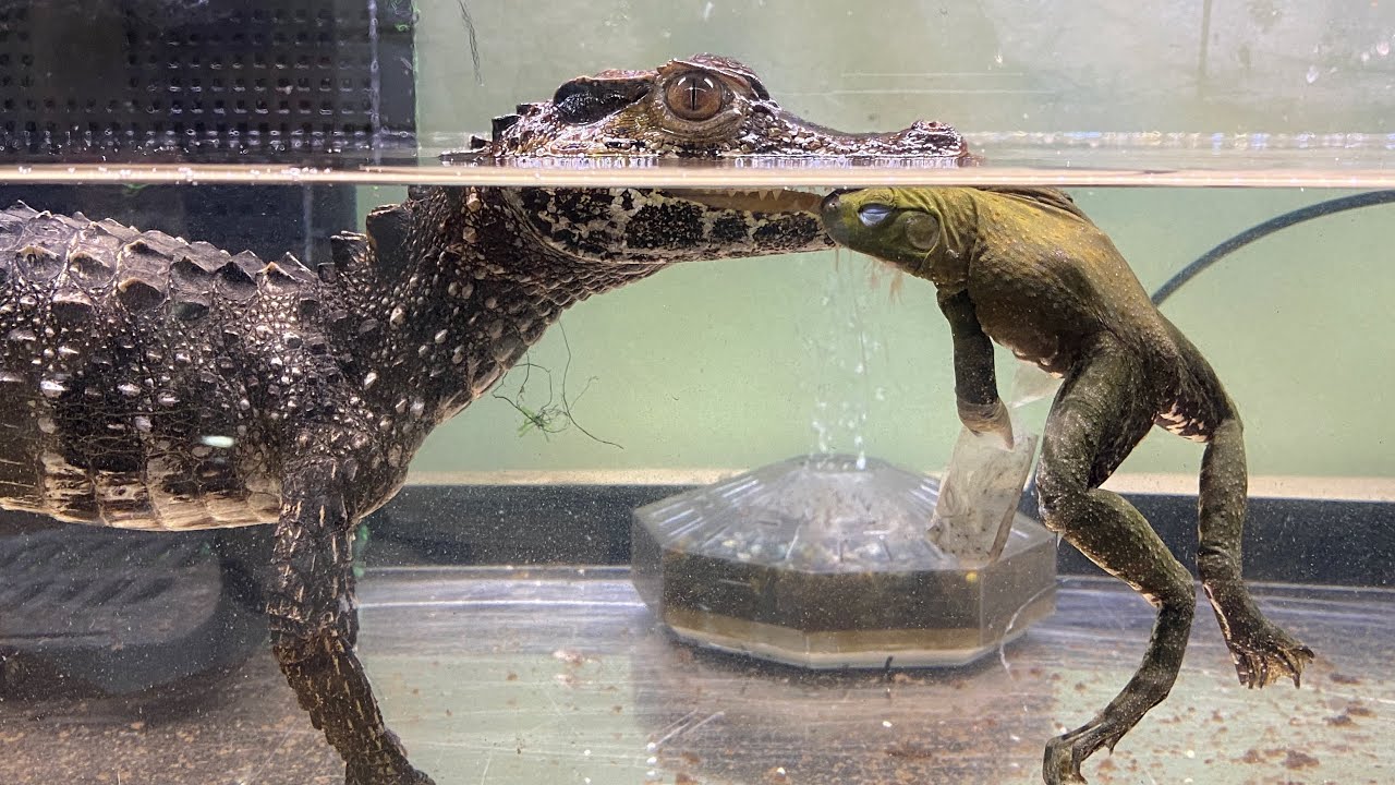 ワニがウシガエルを頭から丸呑みにする