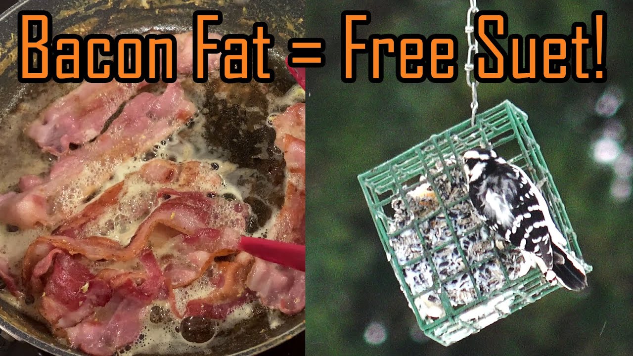 DIY Suet
