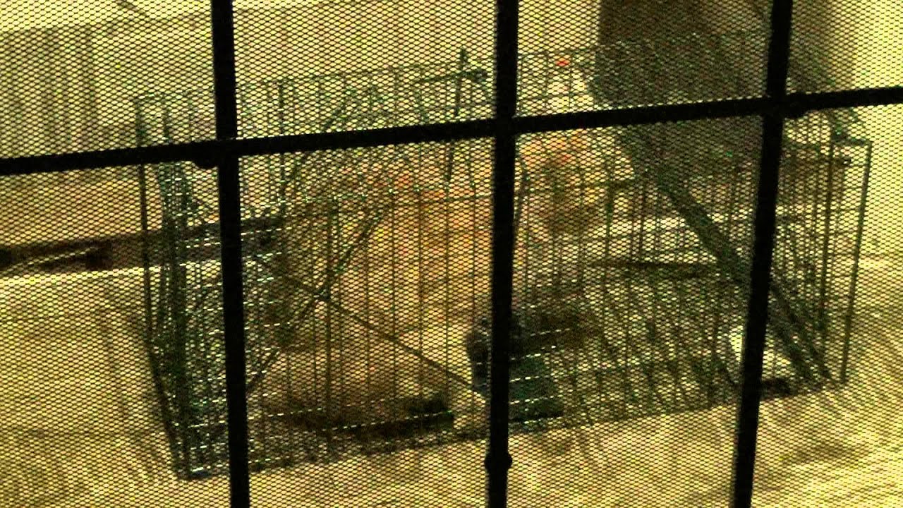 Cat Trap, 17 October 2013, 468 S. Orange Ave., Yuma, Arizona, Feral Cat