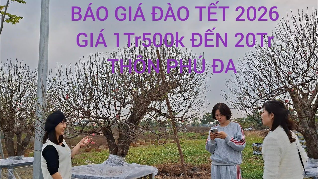 CHIA SẺ BÁO GIÁ ĐÀO TẾT 2026 GIÁ TỪ 1Tr500k ĐẾN 20Tr DÂN CƯ PHÚ ĐA THỊ XÃ MỸ HÀO ,HY