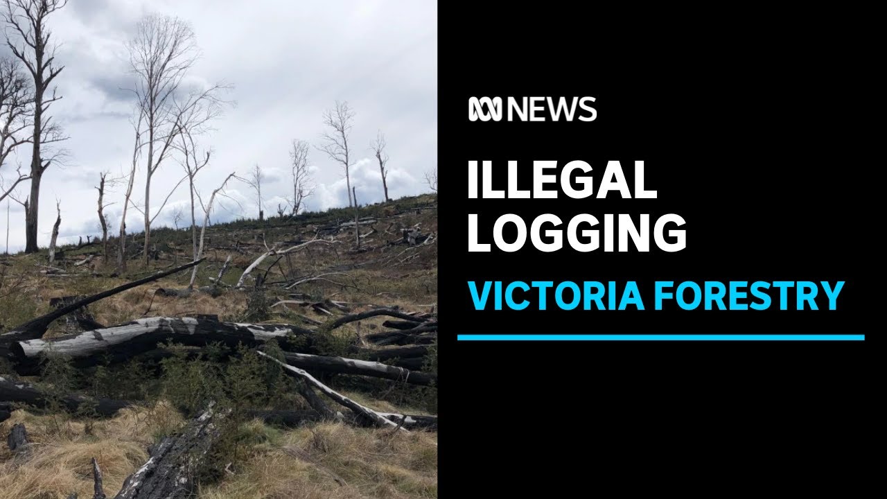 Logged native forests not being regenerated as promised | ABC News