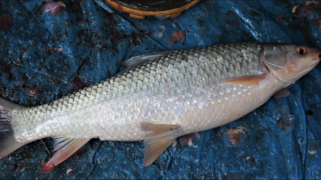 Amazing Mrigal Fish Cutting Skills | By Expert Fish Cutting