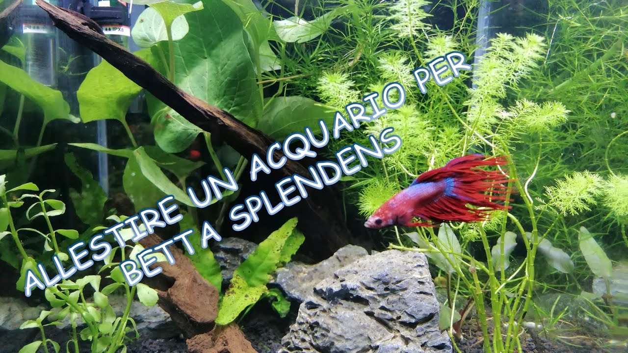 Allestire in modo FACILE un ACQUARIO per BETTA SPLENDENS -pesce combattente-