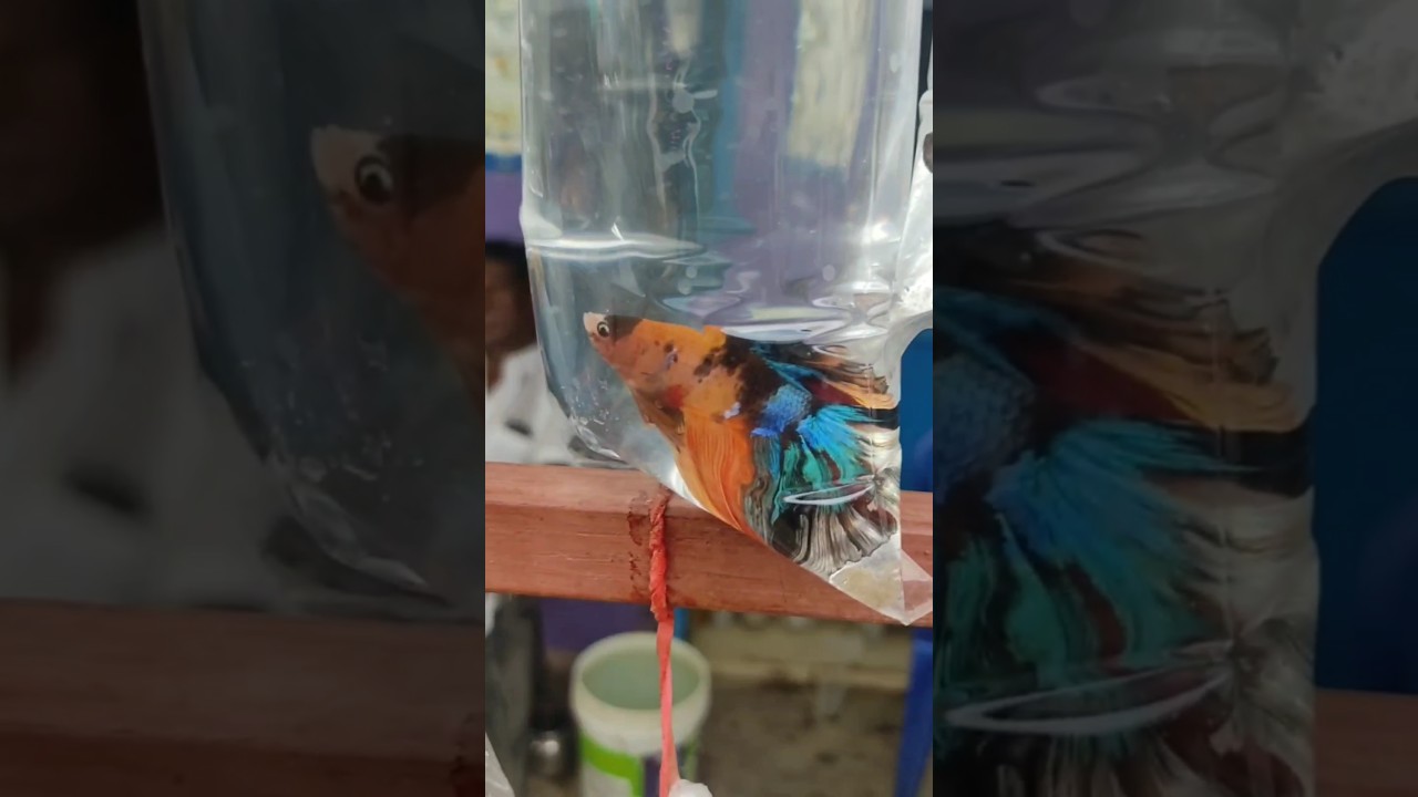 Fighter fish vanga kolathur porum 🤯❓