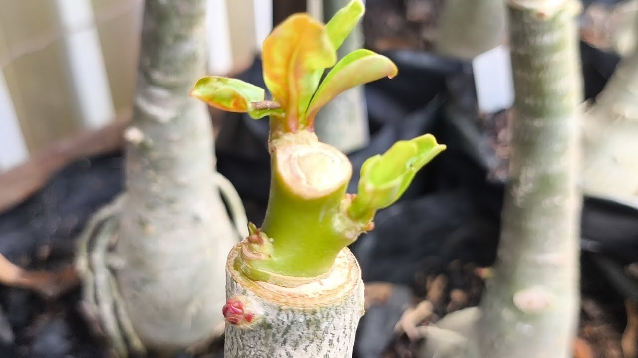 Segredinhos especiais que ainda não te contei de ENXERTOS NA ROSA DO DESERTO.