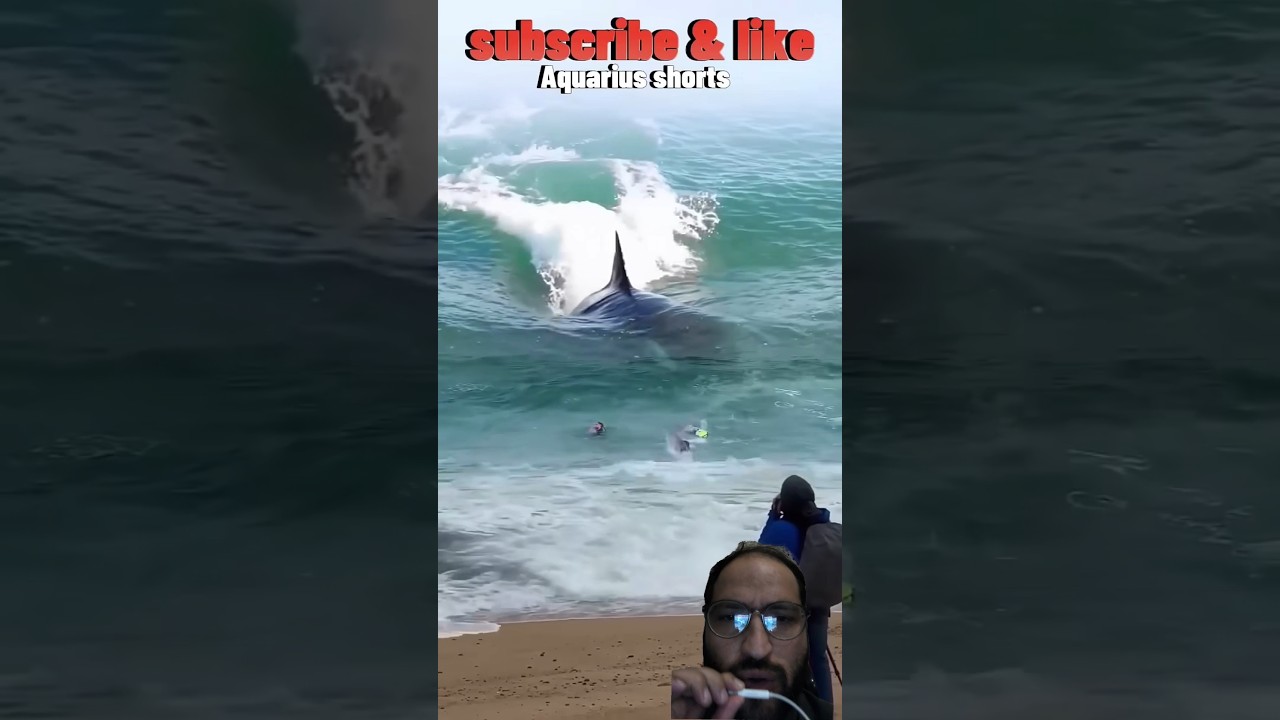 huge big shark behind inoucent people in sea beach #shark #walkingshark #dangreous