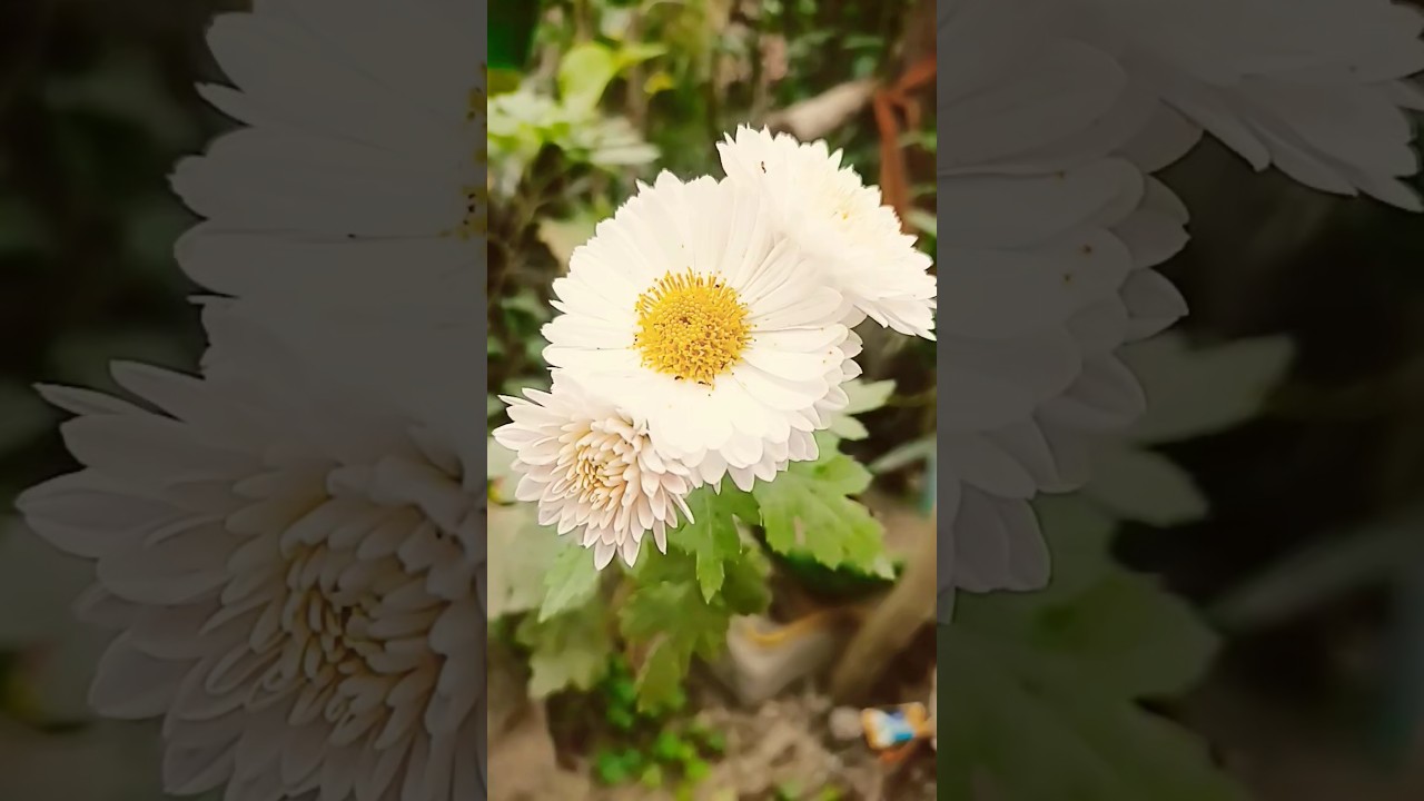 guldaudi flowers 