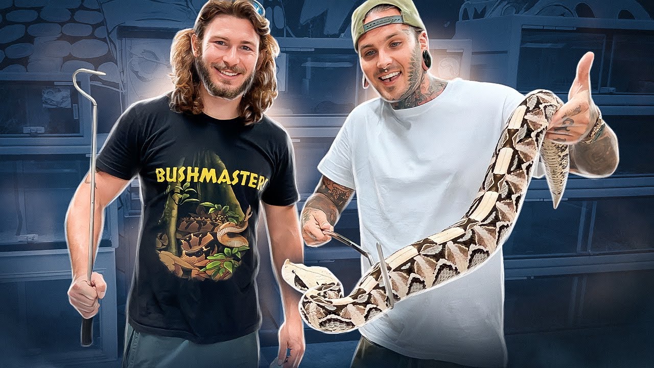 Packing up my Venomous Snakes with @Chandler's Wild Life