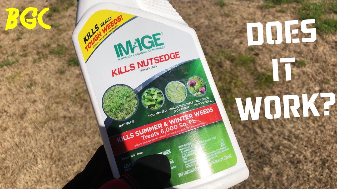 Image Herbicide kill annual Bluegrass POA annua? Does It WORK?