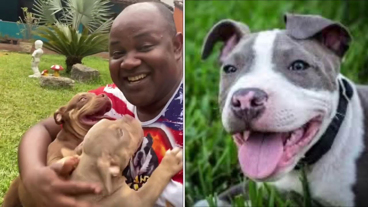 Qual orelha ideal para seu American Bully - Pit Bull - Pitmonster e Exotic Bully - Um Mega sorteio