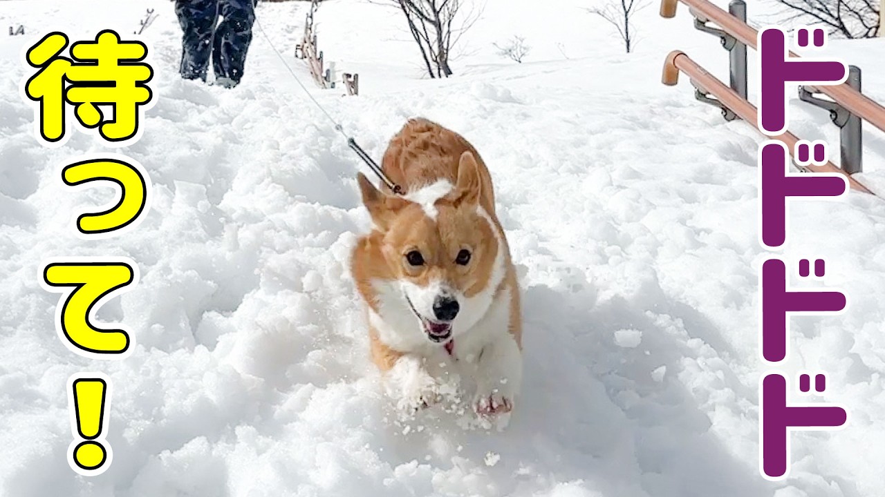 もしかして我慢してた？雪の上で大爆走します