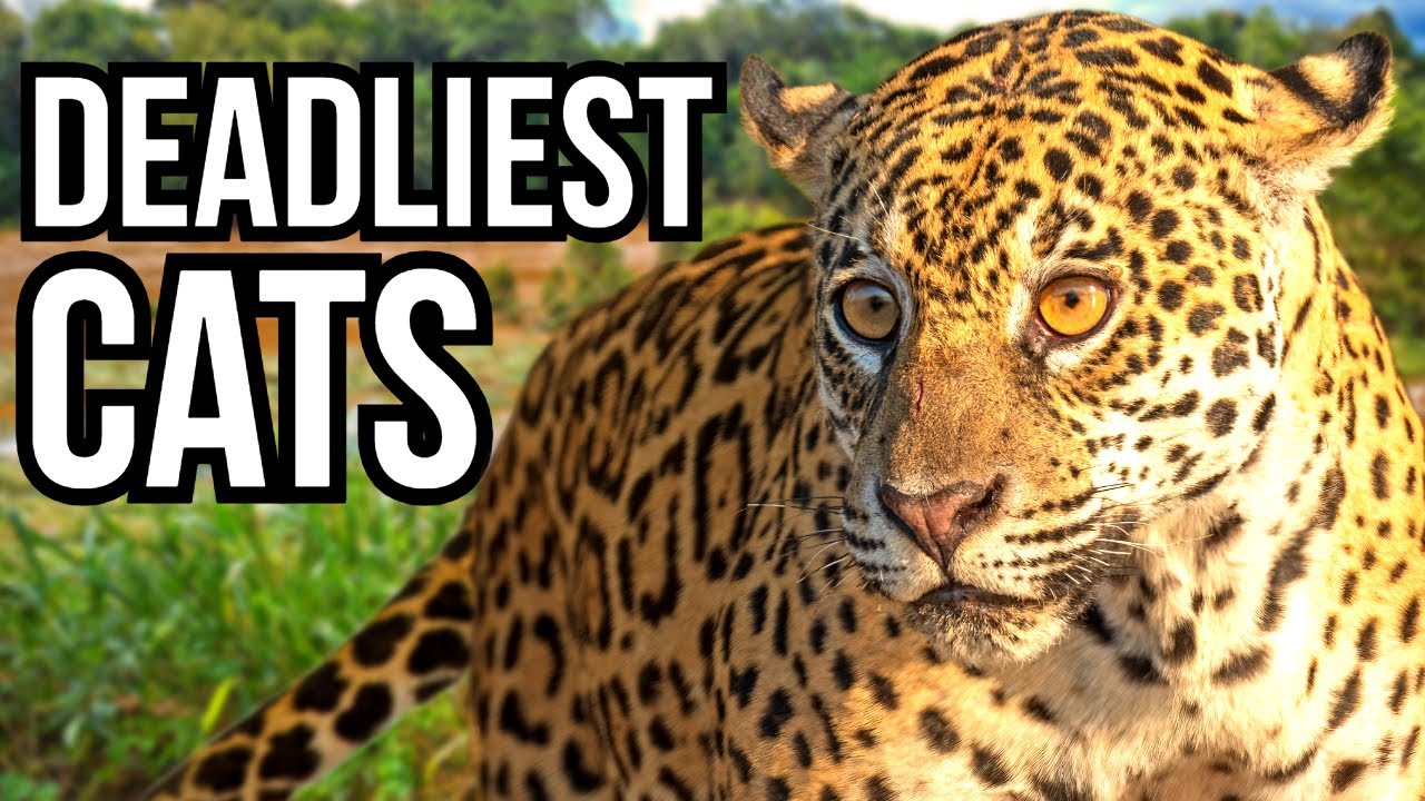 Ranking All 5 Big Cats From Least Deadly To Deadliest